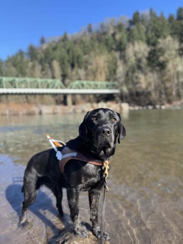 Arav, a brindle lab is wearing his harness as he stands on a rock in shallow water, looking ahead. In the background, there is a bridge and a tree-covered hillside under a clear blue sky.