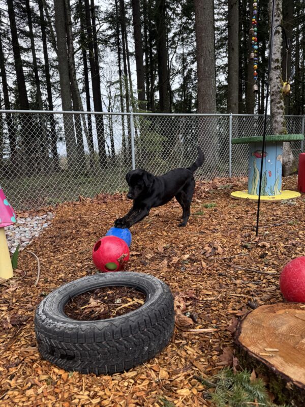 Arav plays in a fenced-in area covered in wood chips. He is mid-pounce on a blue ball. There are various objects scattered around, including a tire, some balls, and a tree stump. Tall, green trees can be seen in the background.