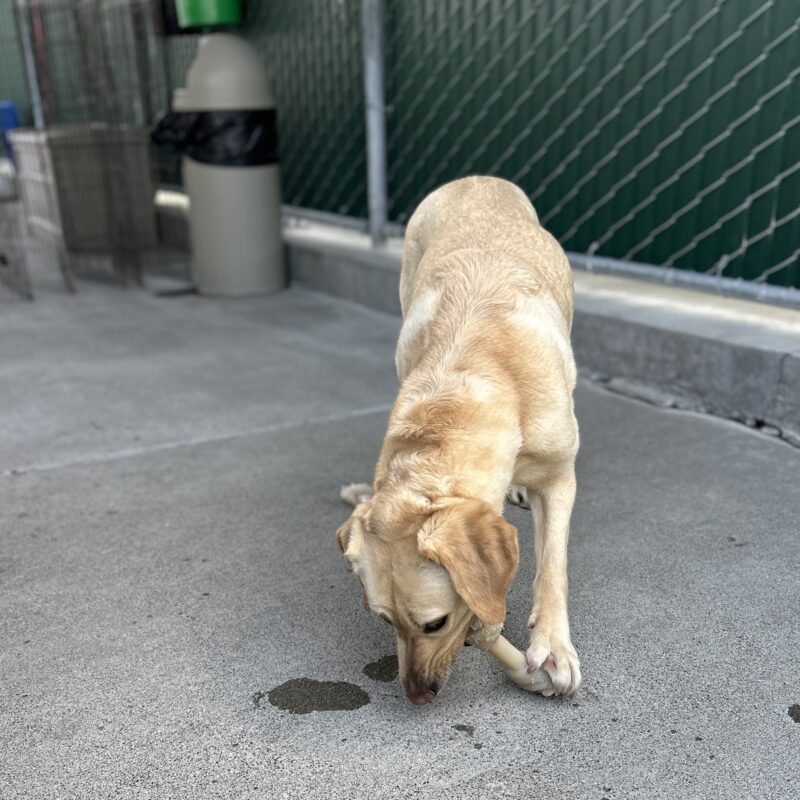 Kumi chewing a bone while standing.