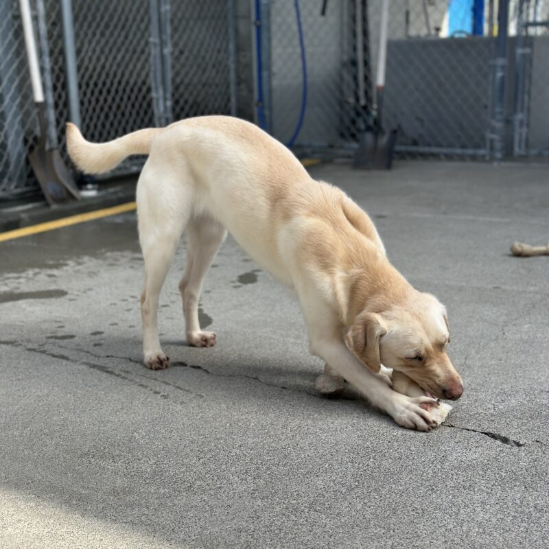 Prosecco chewing on a bone.