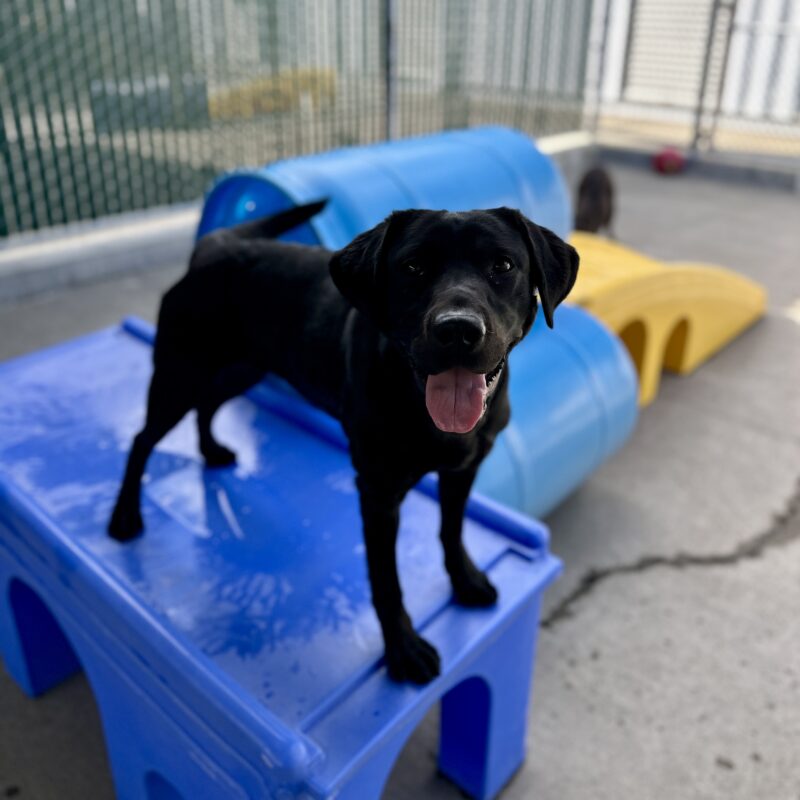 Helena looking at the camera with her tongue out on a blue play structure.