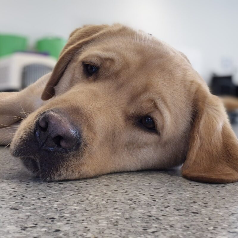 Up close photo of Jacob laying on a tile floor