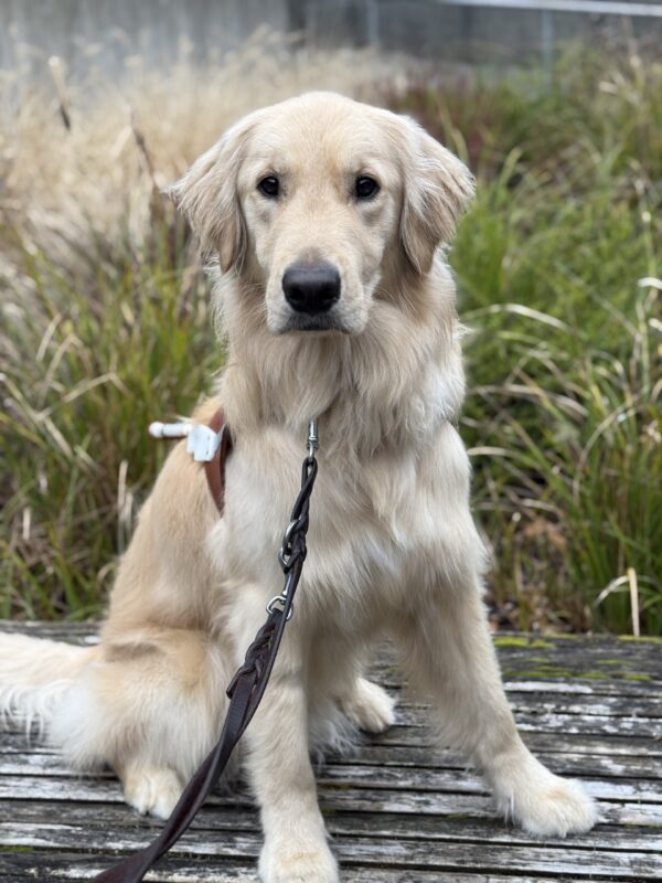 A portrait of male yellow Labrador Retriever/Golden Retriever cross sitting on a wooden bench in harness. He is looking at the camera and there are green and brown grasses behind him.