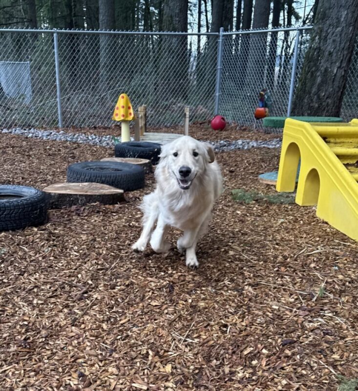 Kahu runs toward the camera in a sensory garden play yard. His ears are back, his mouth is open, and his paws are suspended from the ground as he runs. There are a variety of substrates, garden decorations, and play structures in the background.