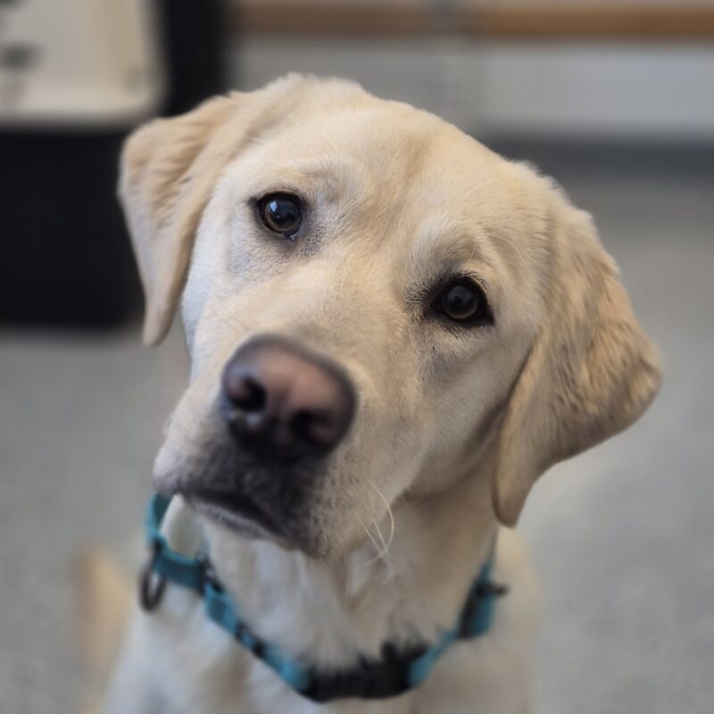 Up close photo of yellow Lab Leaf's face, her head is slightly tilted