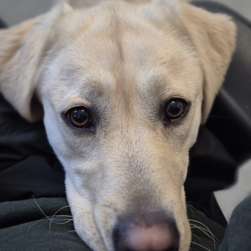 Up close photo of yellow Lab Leaf's face, her head resting on someone's lap