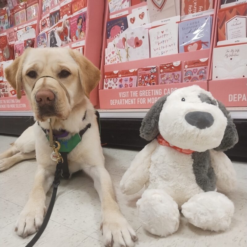 Yellow Lab Melvin sitting on the floor in front of greeting cards next to a stuffed plushy dog.