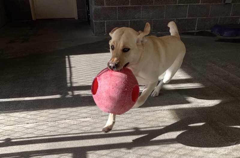 Female yellow lab