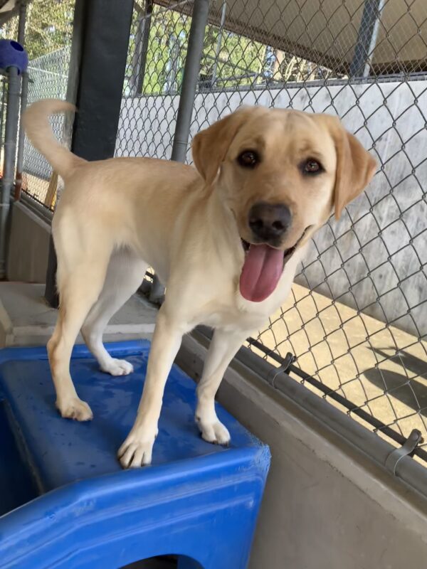 Female yellow lab