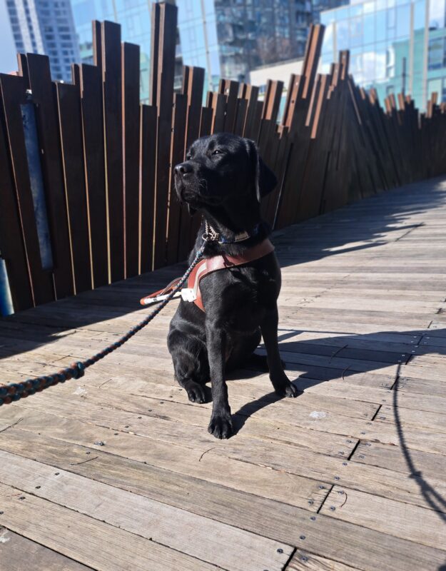 Black lab (Minnow) sits in harness looking away from the camera as the sun hits her face. A bronze/brown metal fence in the background.