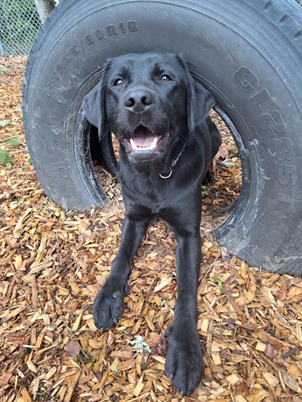 Black lab (Minnow) lying down in between two play tires with a big smile on her face.