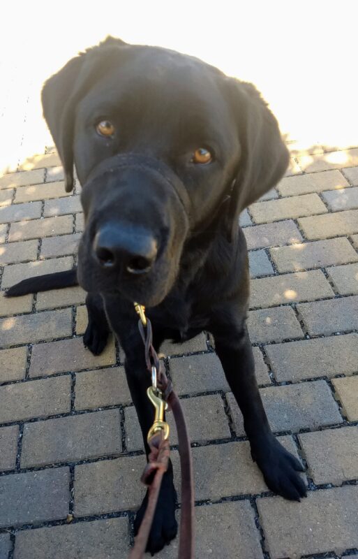 Black lab Morro sitting outside wearing his leash, waiting for his walk to begin!