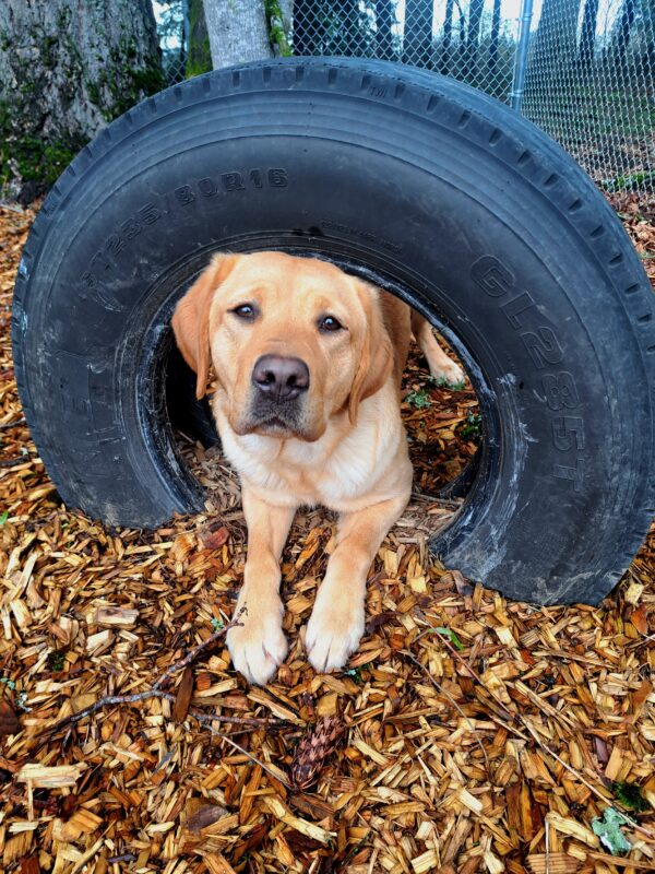 Yellow lab (Natsuki) lying down in between two black play tires.