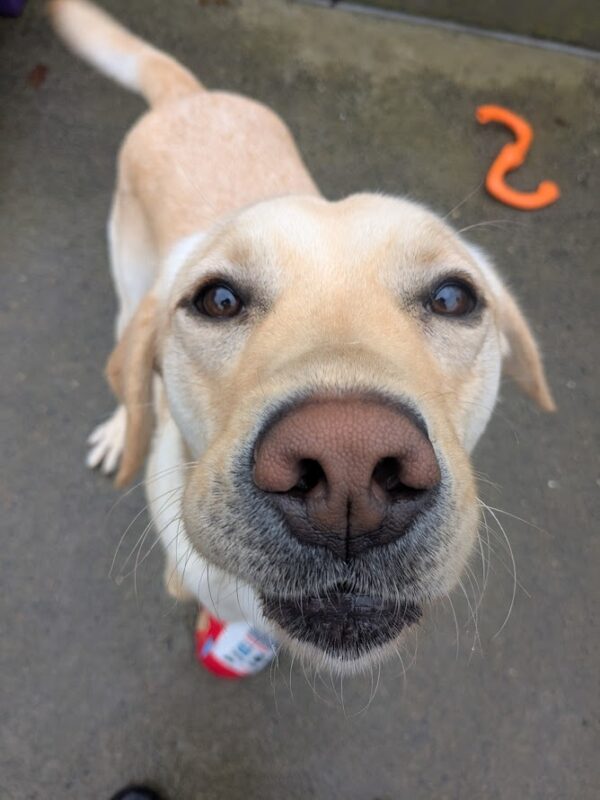 <p>A close up of Fiddler looking at the camera. An orange WestPaw Bumi toy and a pink stuffy can be seen behind him. His tail is blurry mid-wag.</p>