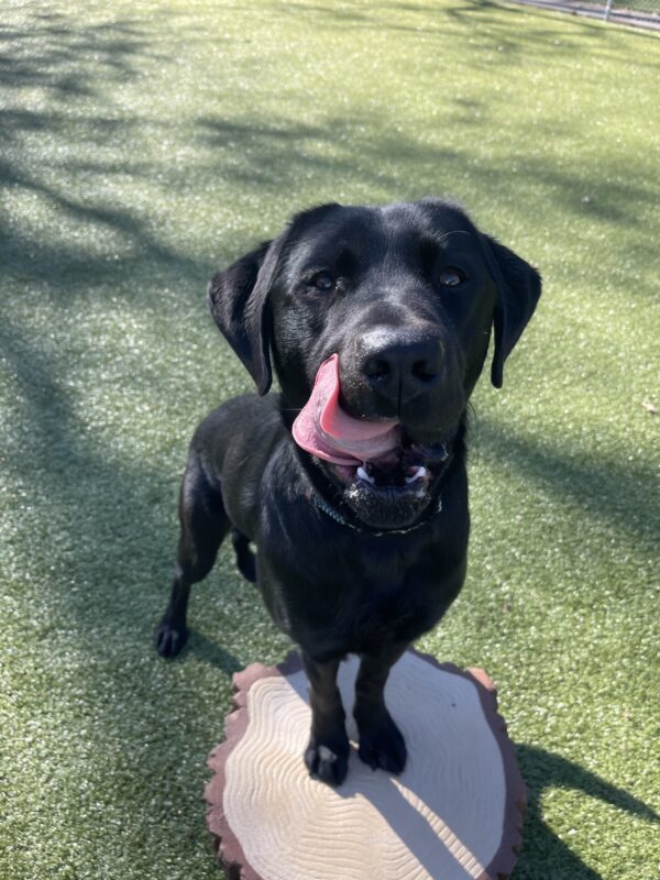 Pascal, a male black Labrador, stands on a faux tree stump in the grassy area. He is standing his front paws on the tree stump and has his tongue licking his lips.