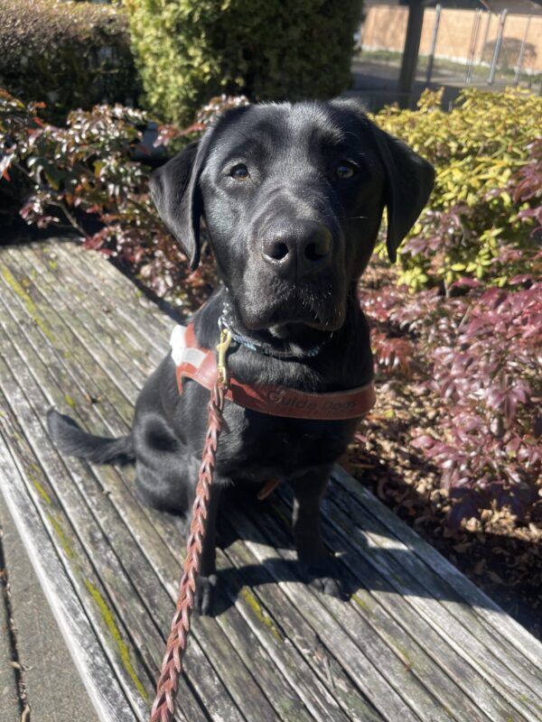 Pascal, a male black labrador, sits on a wooden bench in front of some shrubs. He is wearing his new uniform, a GDB leather harness.