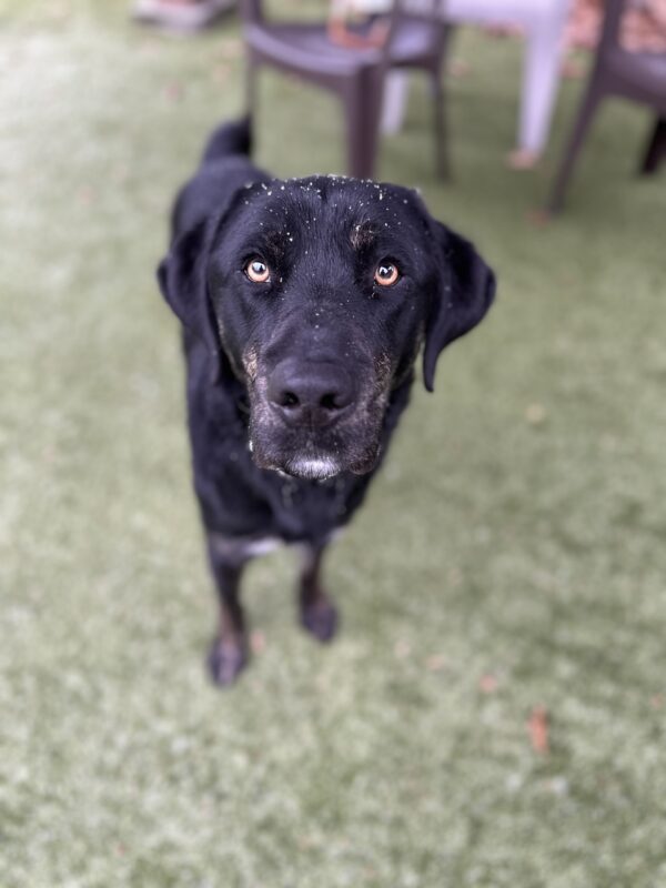 <p>Picard, a male brindle lab, stands on turf grass looking towards the camera</p>
