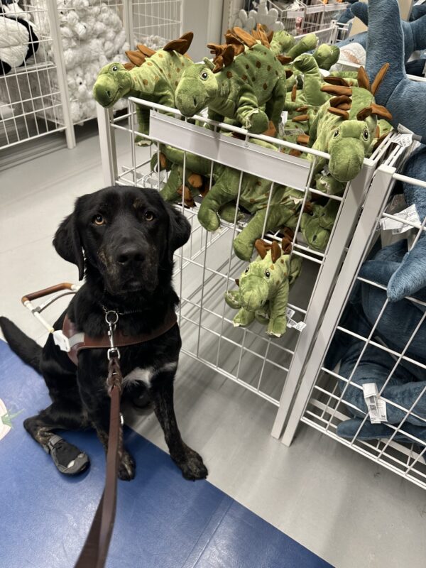 Picard, a male brindle lab, sits in front of a display of dinosaur stuffies.