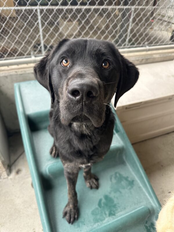 Pomelo, a male brindle lab, sits on a green plastic play structure. He is looking at the camera.