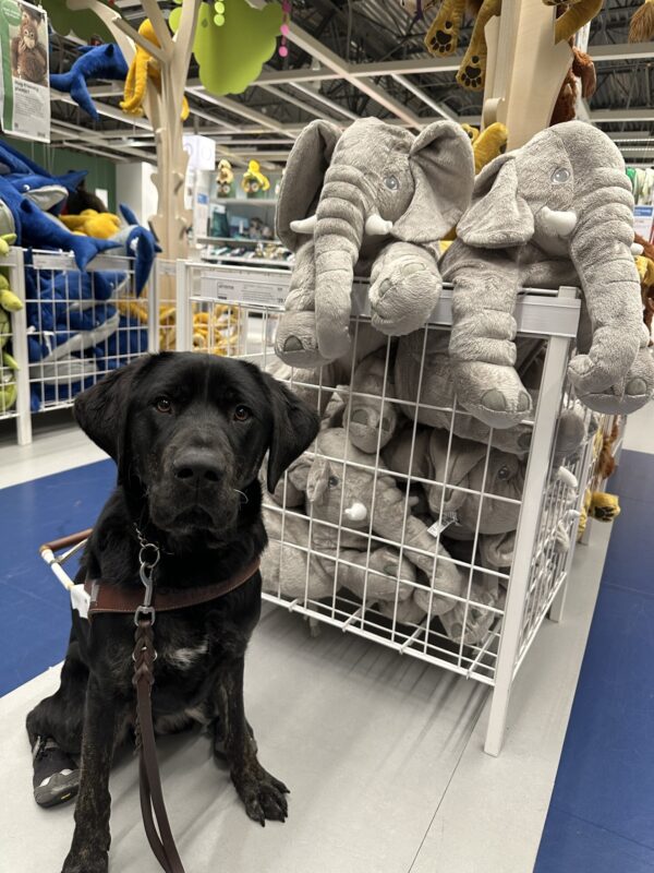 Pomelo, a male brindle lab, sits in front of a display of elephant stuffies.