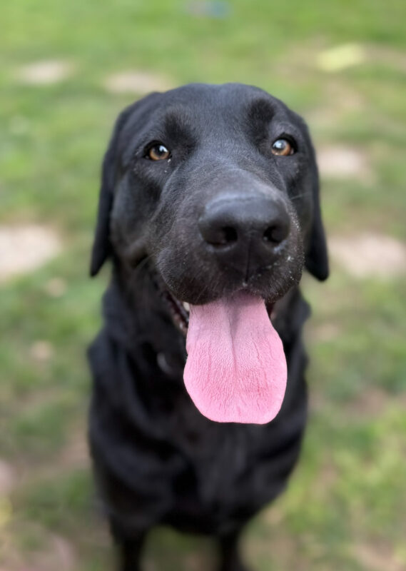 <p>Proper sits in the grass, looking up at the camera with a wide, open mouth and tongue hanging out in a relaxed smile.</p>