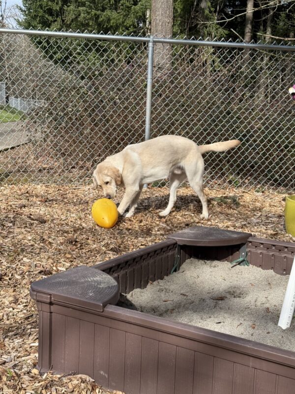 Ragnar investigates a large, yellow, egg-shaped toy in the pine-chip yard. There is a sandbox in the foreground and trees and a fence in the background. His tail is up and wagging with excitement.