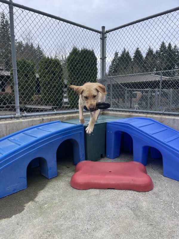 Scott, a male yellow Labrador, jumps off a blue plastic play structure in community run. He is mid jump and has a rubber figure 8 in his mouth and his ears are flying outward.