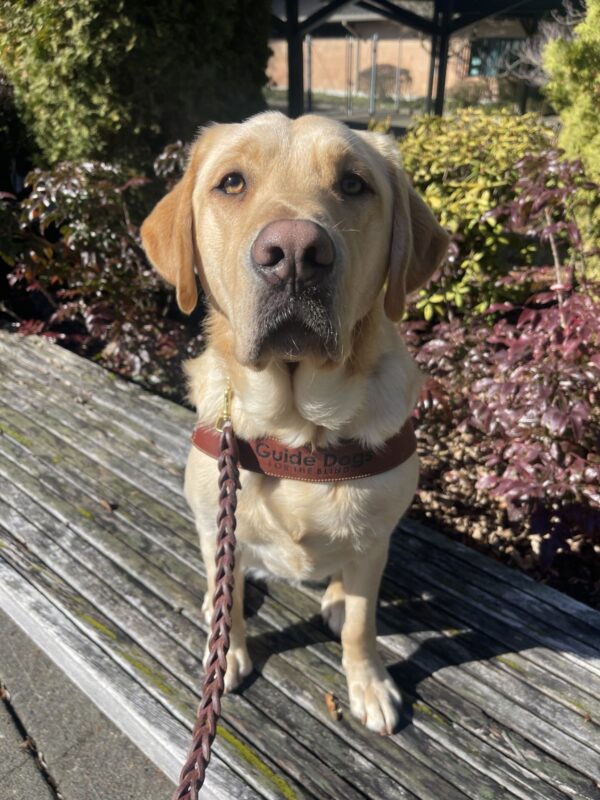 Scott, a male yellow Labrador, sits on a wooden bench in front of some shrubs. Scott is wearing his new uniform, a GDB leather harness.