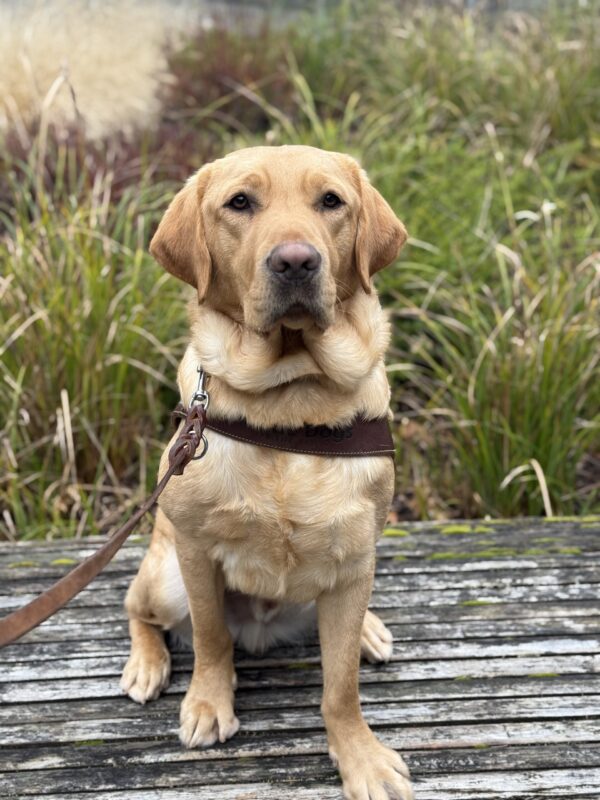 A portrait of male yellow Labrador Retriever, Shaw, sitting on a wooden bench in harness. He is looking at the camera and there are green and brown grasses behind him.