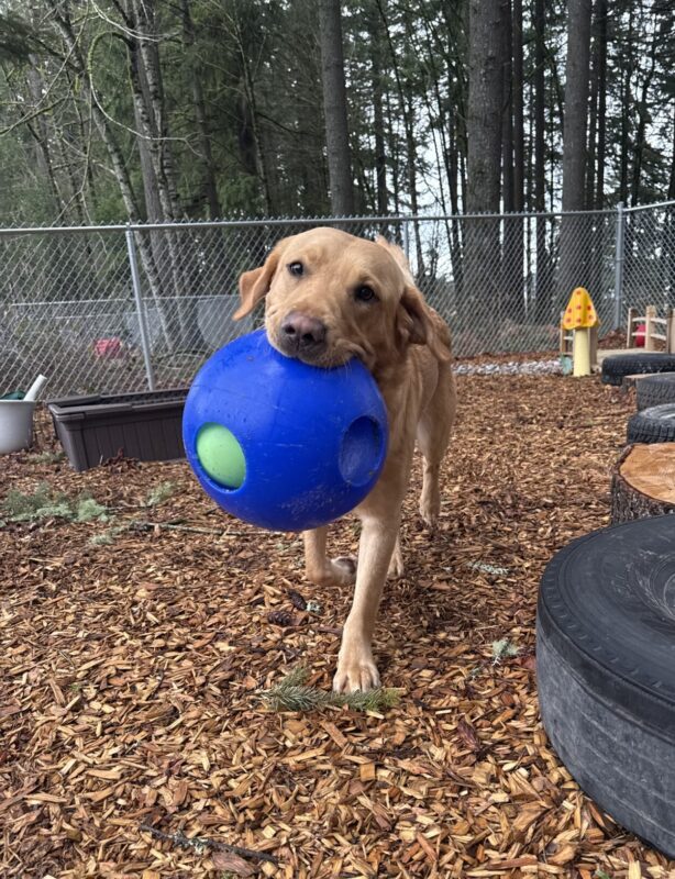 Shaw trots toward the camera holding a blue jolly ball in his mouth. His head is slightly tilted downward to his left. He is in the sensory garden play yard. There is a sandbox and a variety of garden decorations in the background.