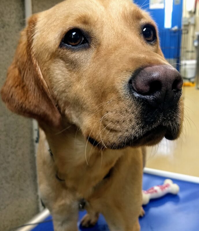 Portrait of yellow lab Simba looking off camera.  He's getting ready for a walk !