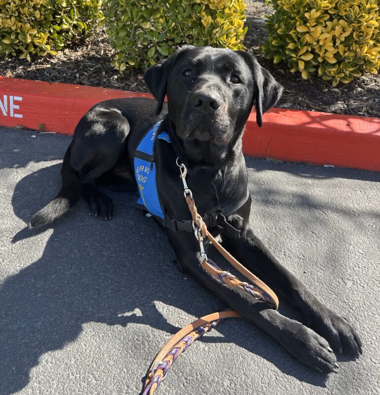 Black lab Steve is laying down outside by the NICST building wearing his blue service dog jacket.