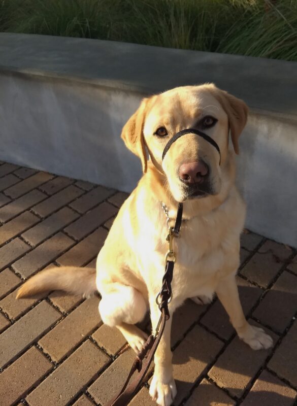 Yellow lab Timber is sitting outside facing the camera wearing a gentle leader with his leash attached.
