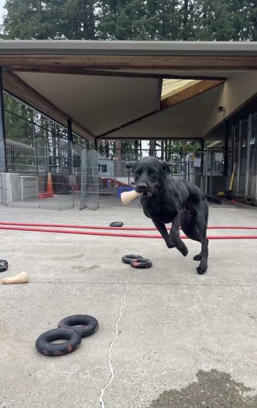 Timon, a male brindle black lab/golden cross, runs across the community run area with a bone in his mouth. He is mid jump and his ears are flying!