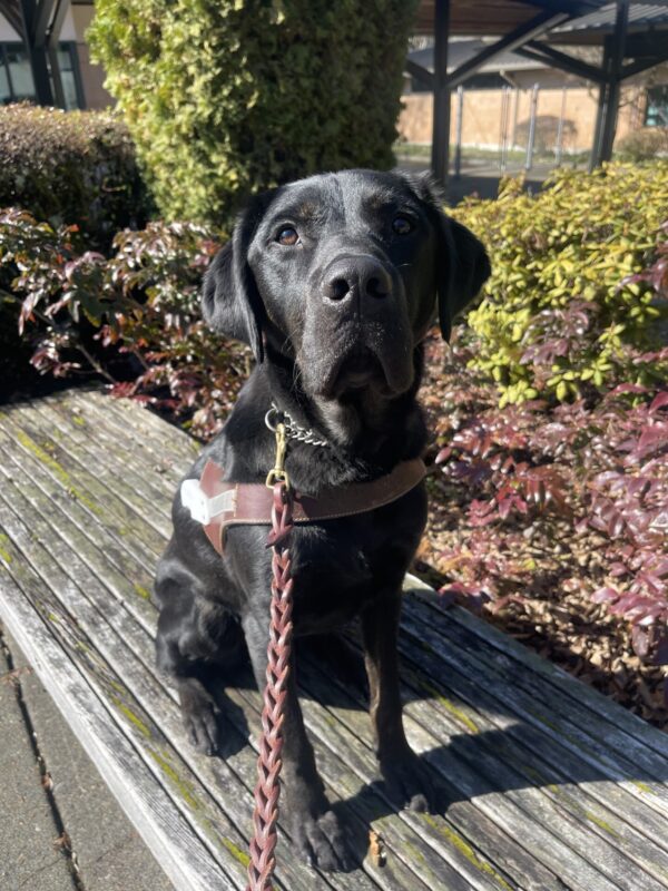 Timon, a male brindle black lab/golden cross, sits on a wooden bench if front of shrubs. He is wearing his new uniform, a GDB leather harness.