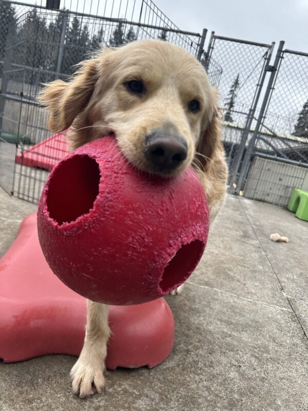 Vince, a male yellow lab golden cross, trots towards the camera carrying a jollyball.
