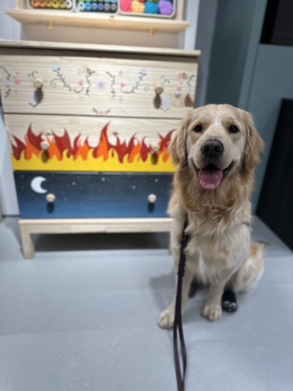 Vince, a male yellow lab golden cross, sits beside a painted dresser.