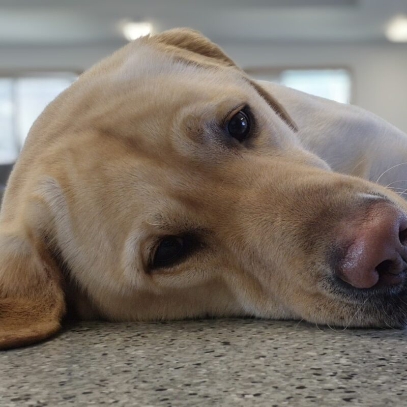 Up close photo of Williams' face, he's laying sideways on the tile floor.