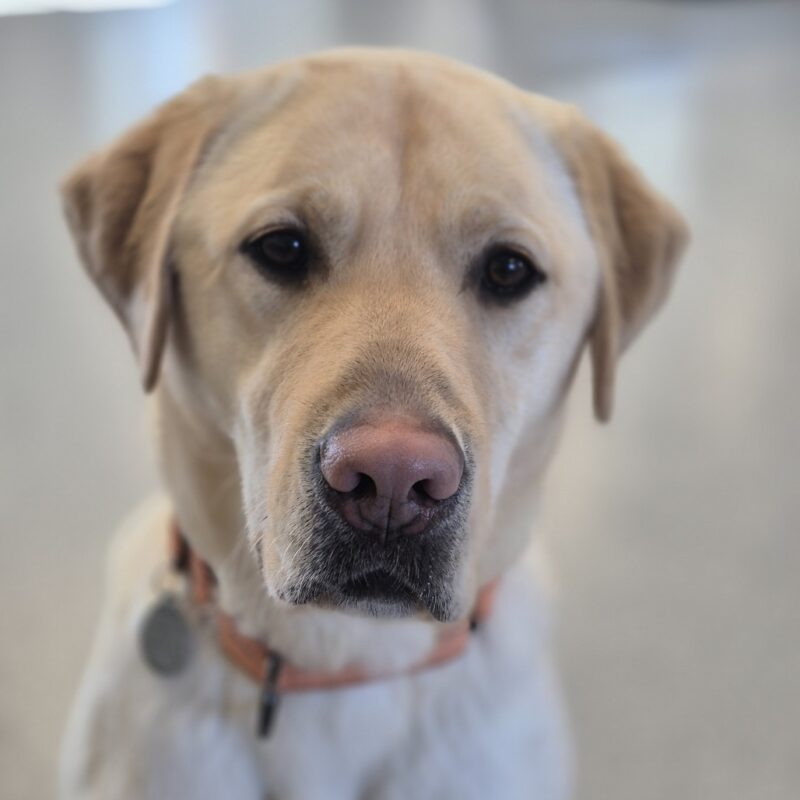 Up close portrait of yellow Lab Williams