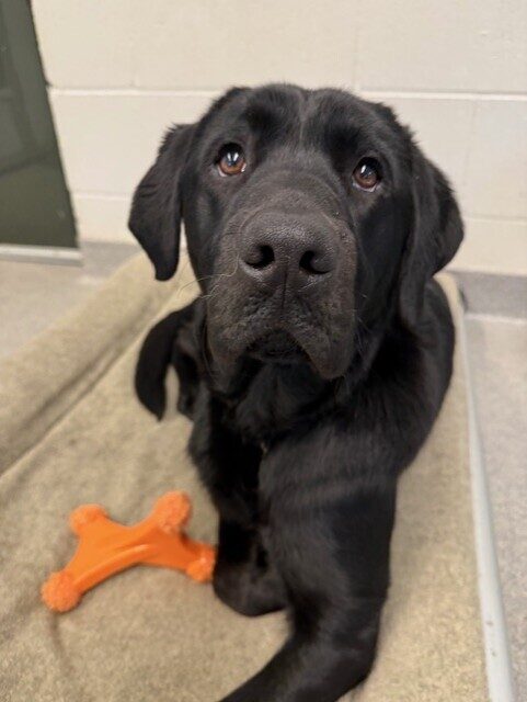 Black lab 