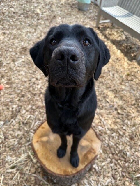 Black lab 