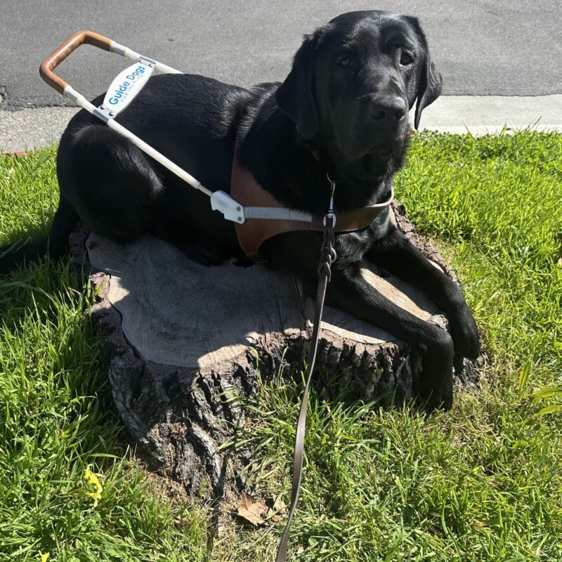Beck is in harness laying down, perched on a tree stump, surrounded by a bed of grass. His front paws are hanging over the edge of the stump and he is looking up at the camera.