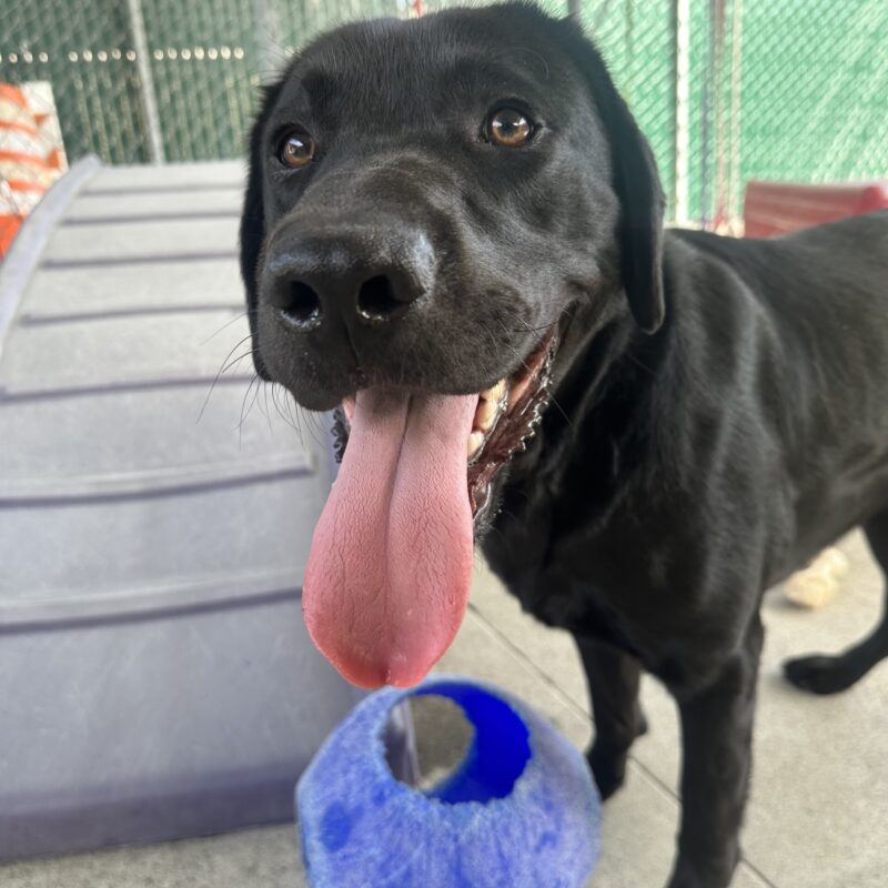 A close up shot of Benny's face. His tongue is hanging out and he has a wide smile, looking up past the camera. A blue jolly ball rests by his front legs.