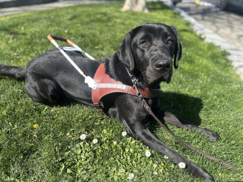Benny is in harness laying down on a patch of grass near some small white flowers, looking at the camera.