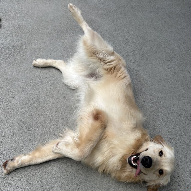 Collins is rolled over on this side, showing his belly with his legs in the air. He is looking at the camera with a big grin and tongue falling out of the side of his mouth.
