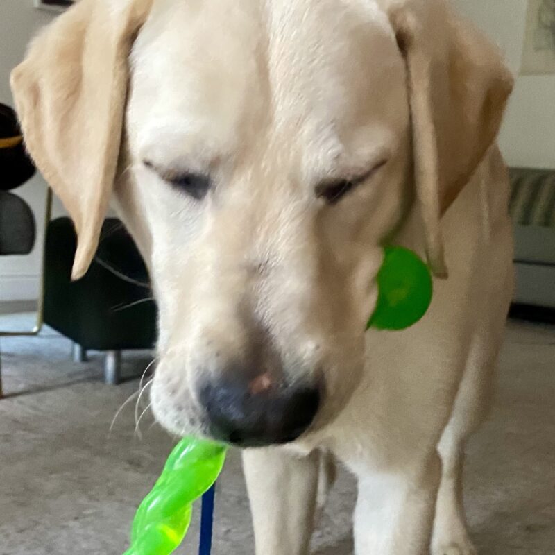 Yellow lab Cowboy is close to the camera with his eyes closed, playing with a green toy.