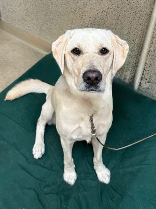 <p>Elle takes a break for some settling practice. She is sitting on a dog bed covered with a dark green sheet.</p>