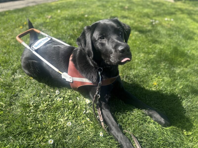 Gilligan is in harness laying down on a patch of grass looking up past the camera. The tip of his tongue is sticking out in anticipation of a kibble reward.