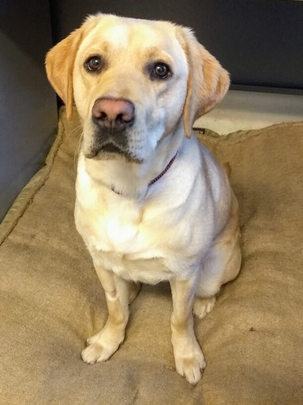 Yellow Lab Banksia is sitting on a dog bed waiting for a treat to be given!