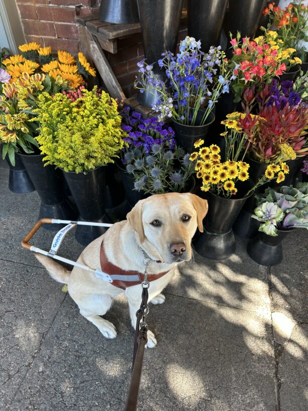 Fuchsia is wearing a guide dog harness and looking up at the camera. She is seated on the sidewalk in front of several large buckets of blooming flowers.